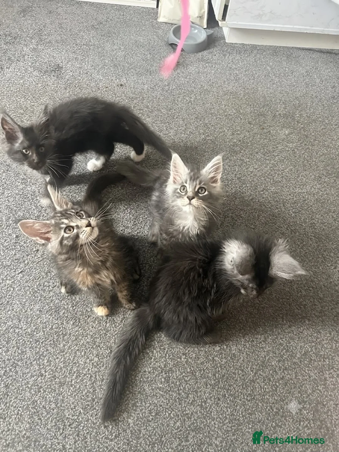 Maine Coon cats for sale: Stunning Maincoon kittens/ready from July 11th - Advert 1