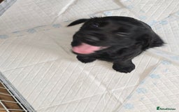 Cocker Spaniel dogs for sale: Working Cocker Spaniels - Image 25