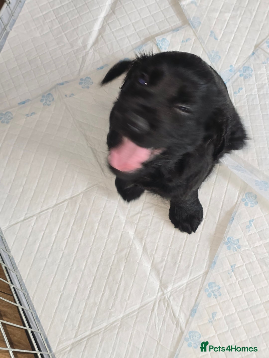 Cocker Spaniel dogs for sale: Working Cocker Spaniels - Image 25