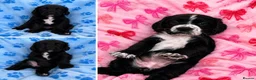 Sprocker dogs for sale: 3 beautiful Sprocker pups - Advert 1