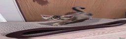 British Shorthair cats for sale: Brown British Shorthair (13 WEEKS) W/ Accessories - Advert 4