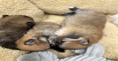 Pomeranian dogs - Advert 11