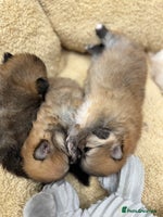 Pomeranian dogs - Advert 2