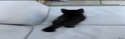 Maine Coon cats for sale: TICA - Maine Coon Kittens ready for forever homes! - Advert 14