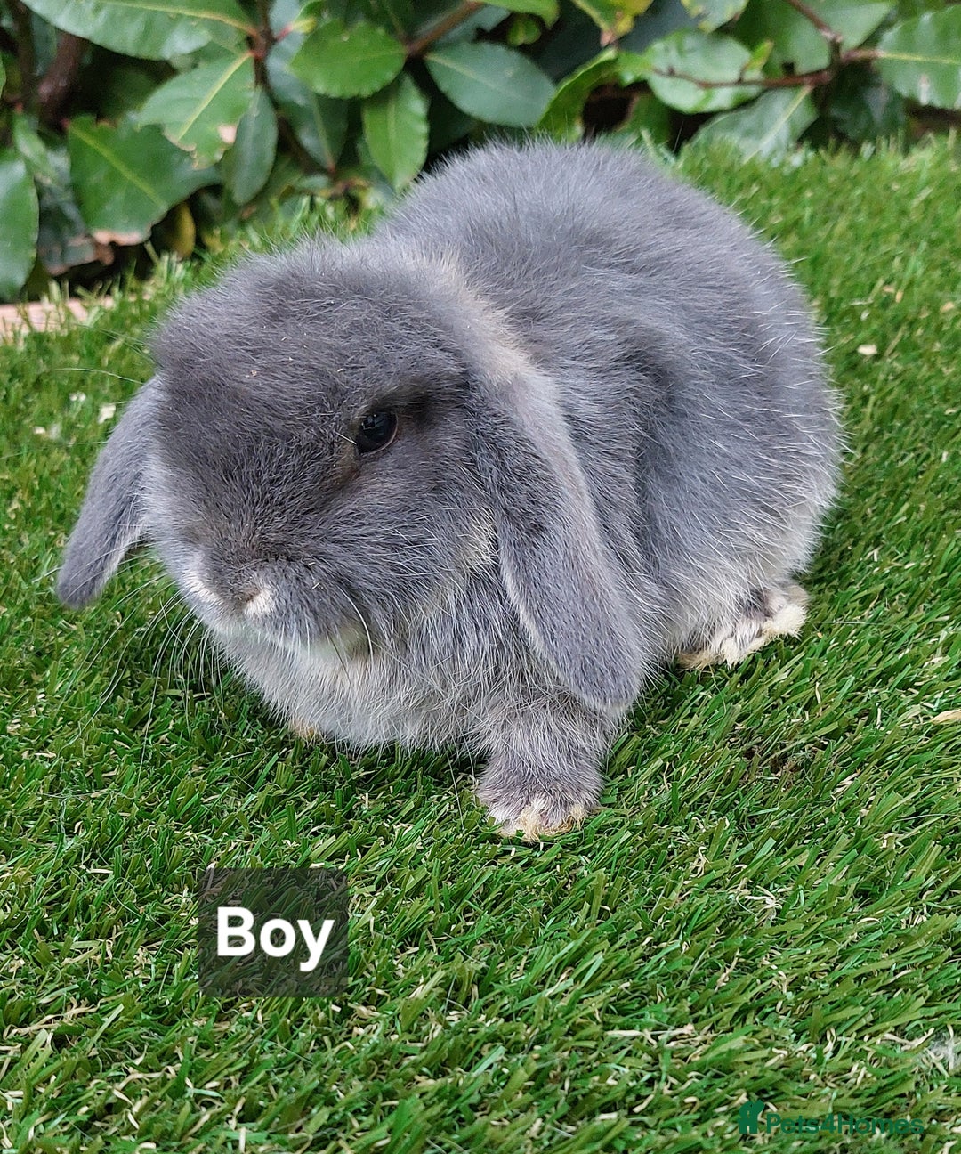 Mini Lop rabbits for sale: Adorable mini lop baby rabbits ready now - Advert 6