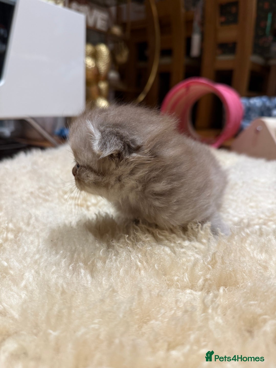 British Shorthair cats for sale: BSH x Fold stunning show kittens  - Advert 10