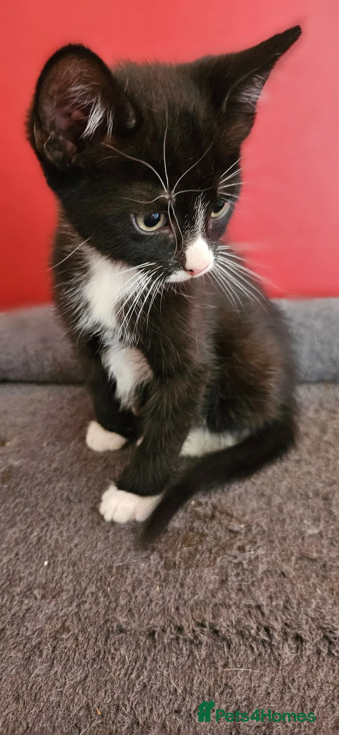 Mixed Breed cats for sale: 4 Male black and white Kittens for sale - Advert 7