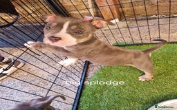 American Bully dogs for sale: Blue & lilac tri pocket bully’s  - Image 16