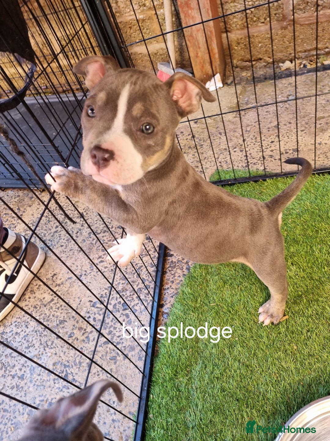 American Bully dogs for sale: Blue & lilac tri pocket bully’s  - Image 16