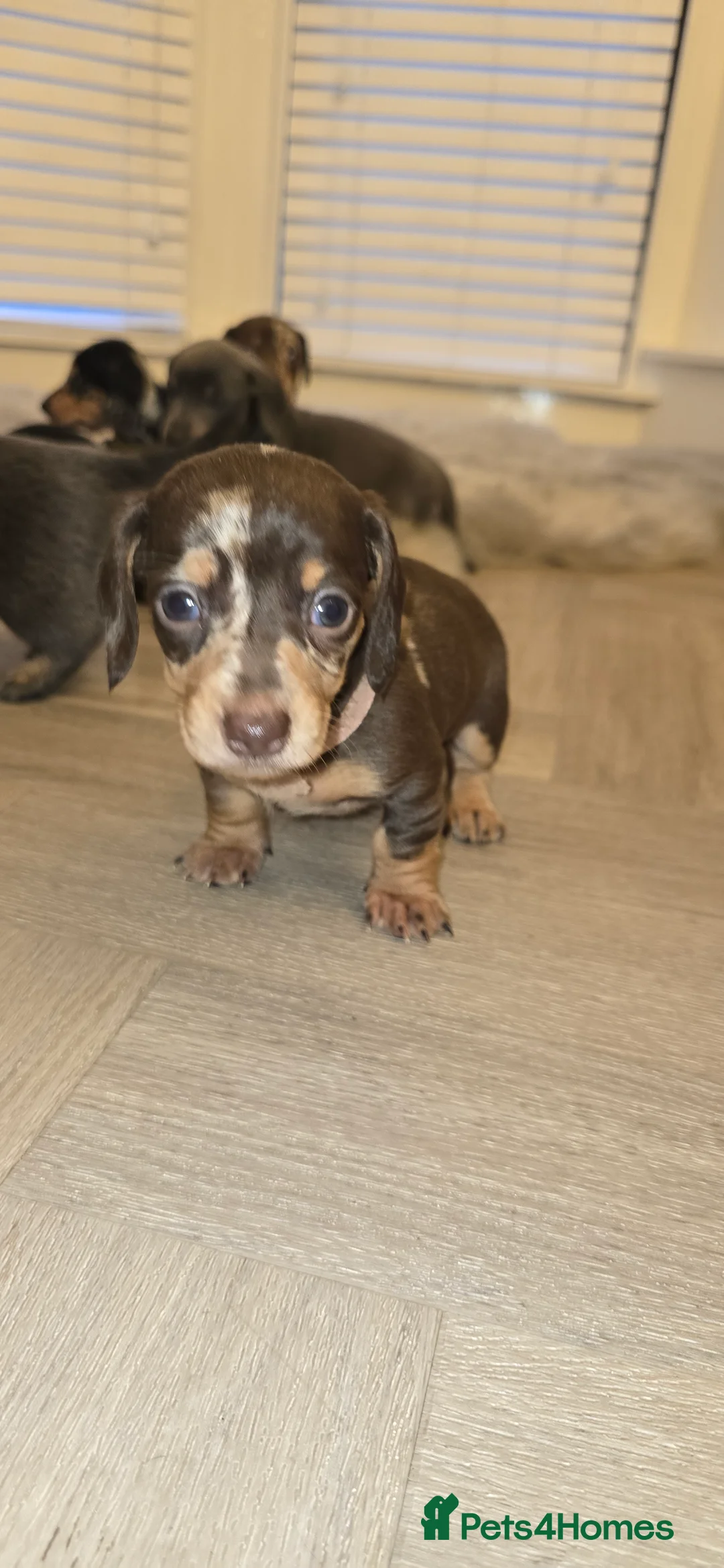 Miniature Dachshund dogs for sale: Fabulous Minature Dashounds - Advert 2
