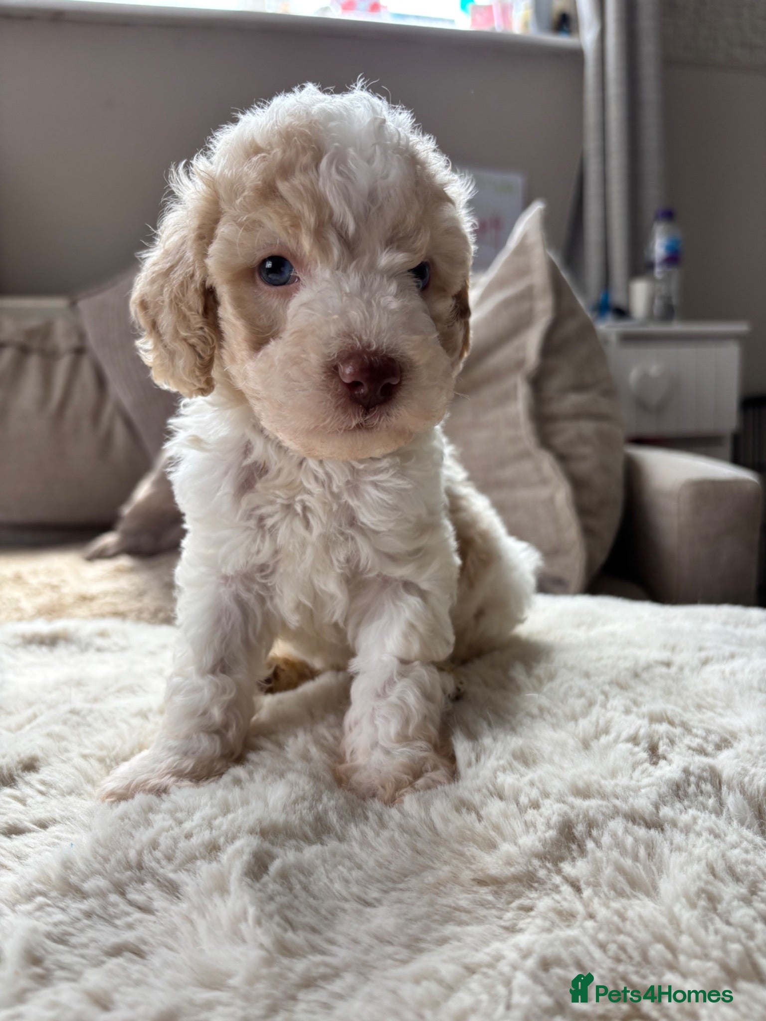 Cavapoo dogs Stunning extensively health tested cavapoo pups - Advert 15