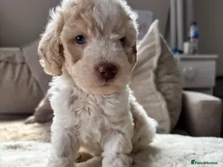 Cavapoo dogs Stunning extensively health tested cavapoo pups - Advert 15