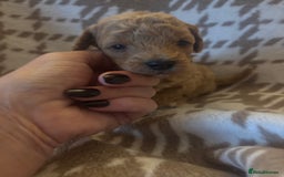 Cavapoochon dogs for sale: Teddy bear Cavapoochons health tested lineage - Advert 2