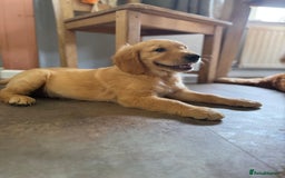 Golden Retriever dogs for sale: KC registered/Health tested Golden Retrievers  - Image 4