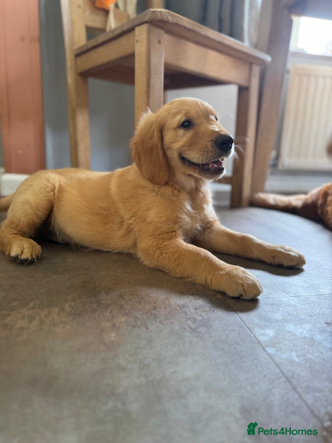 Golden Retriever dogs for sale: KC registered/Health tested Golden Retrievers  - Image 4