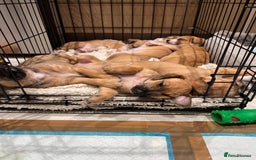 Mixed Breed dogs for sale: Cavapoo x Italian greyhound puppies  - Image 1