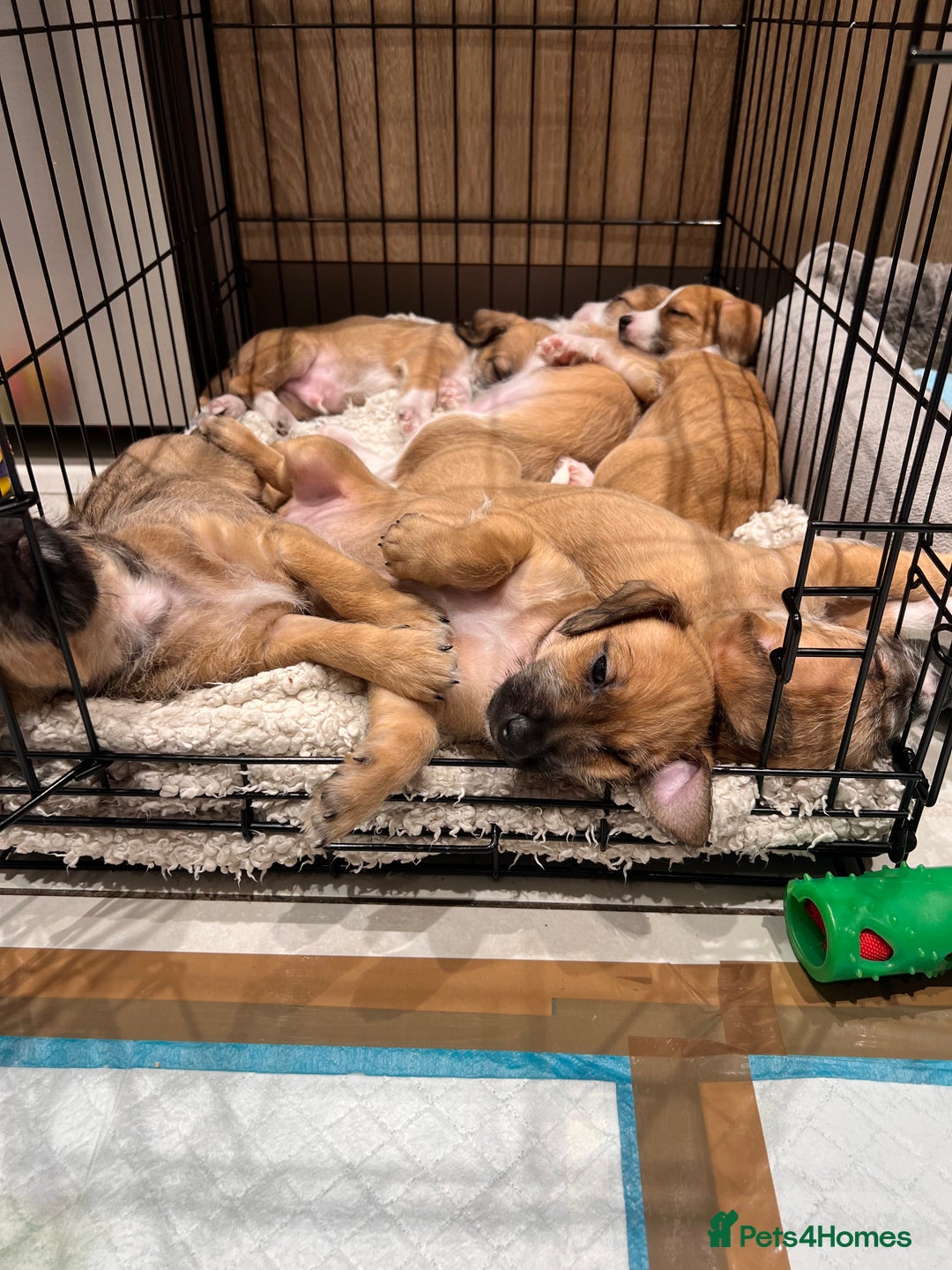Mixed Breed dogs for sale: Cavapoo x Italian greyhound puppies  - Image 1