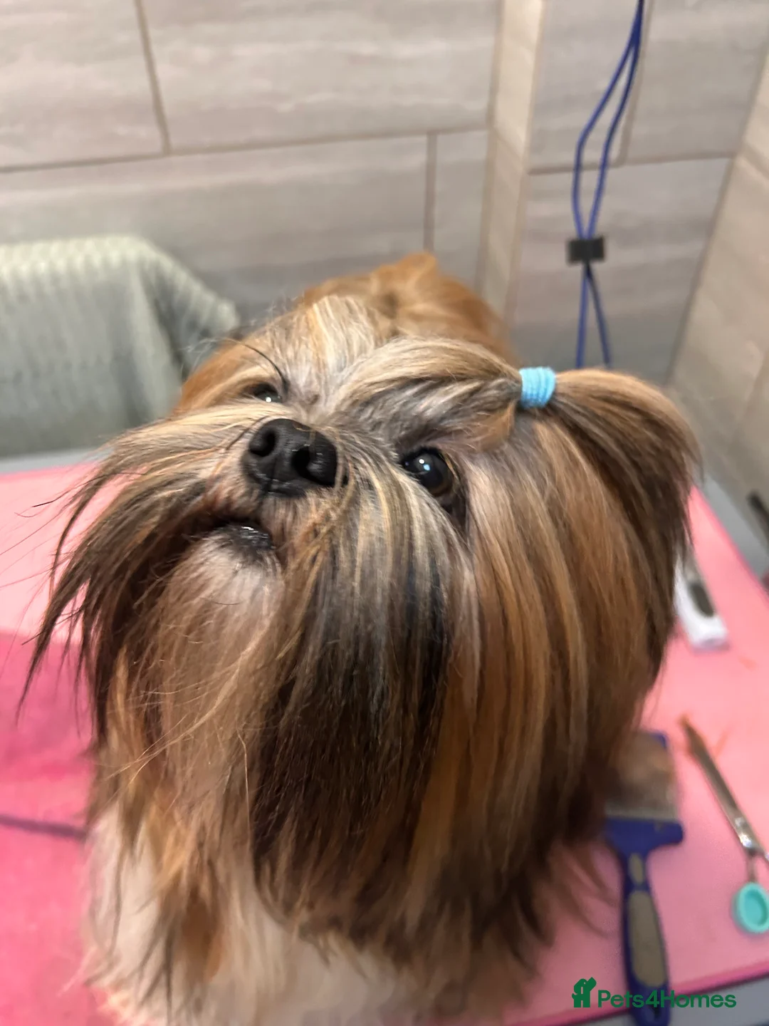 Lhasa Apso dogs for stud: Kc Reg Lhasa Apso stud dog - Advert 2