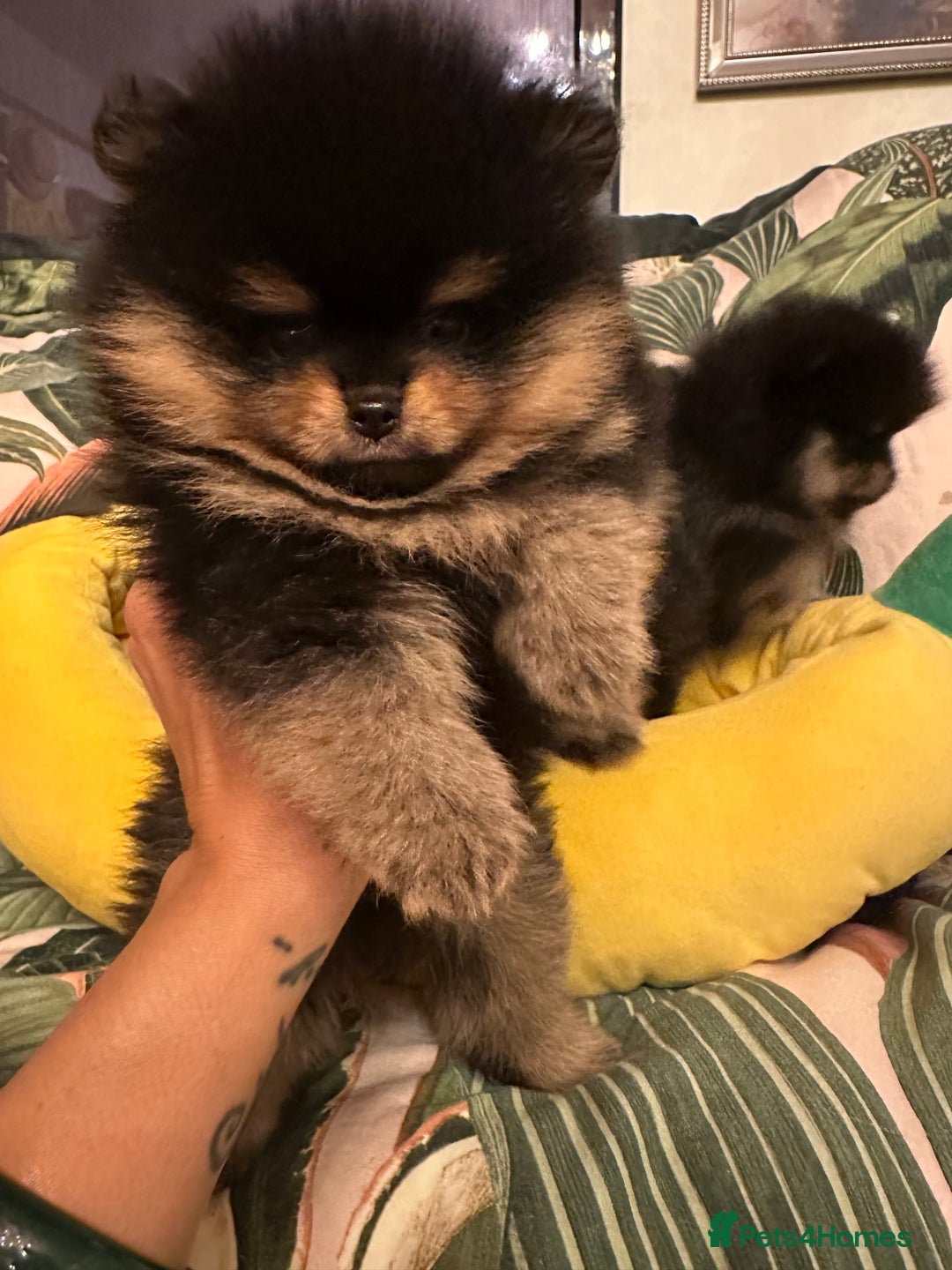 Pomeranian dogs for sale: 🏆The best you can get Russian Taiwan bloodlines - Image 12