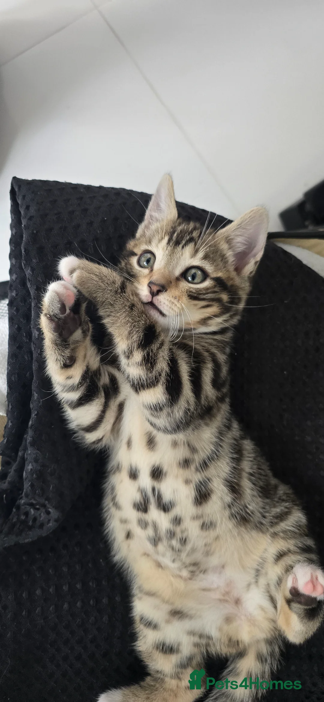 Bengal cats for sale: Bengal Mixed Kittens - Advert 34