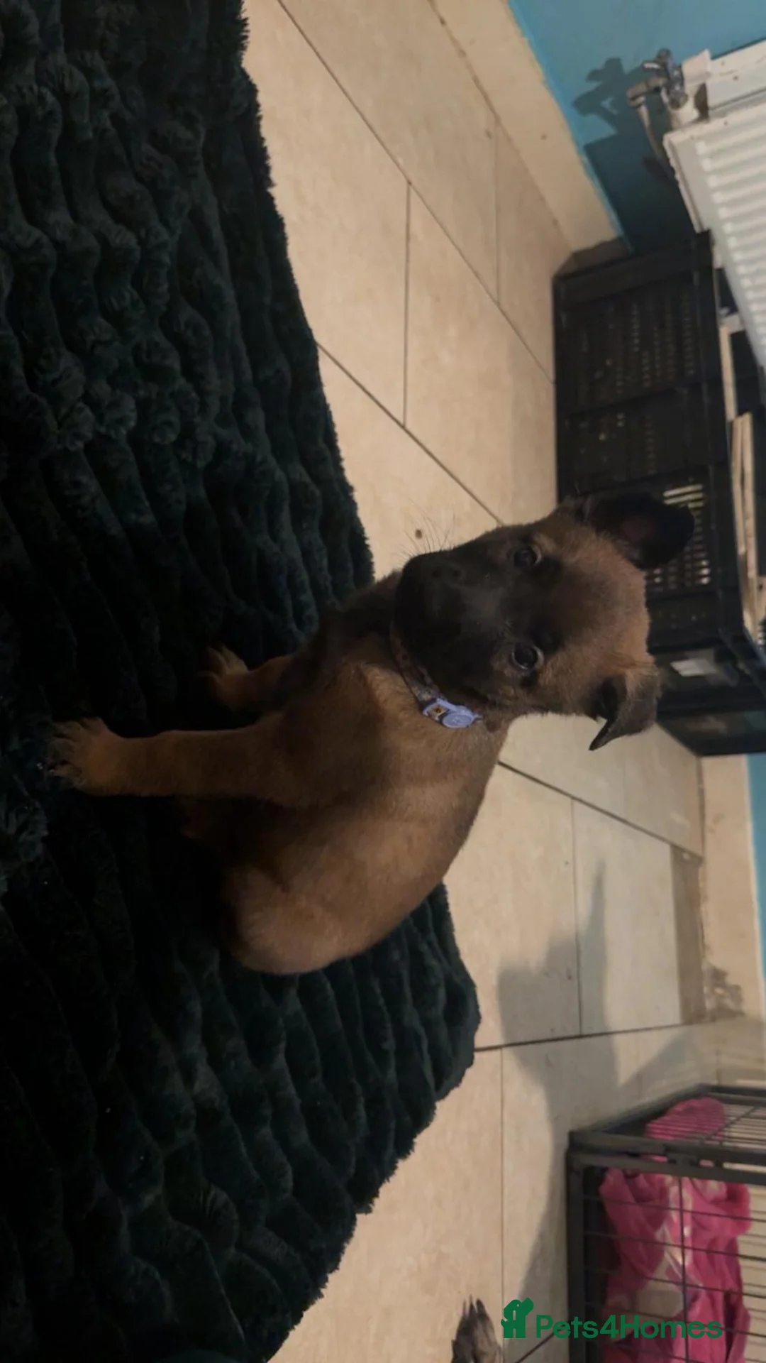 Belgian Shepherd Dog dogs for sale: Belgium malinois puppies  - Advert 22