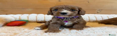 Cavapoo Puppy 5