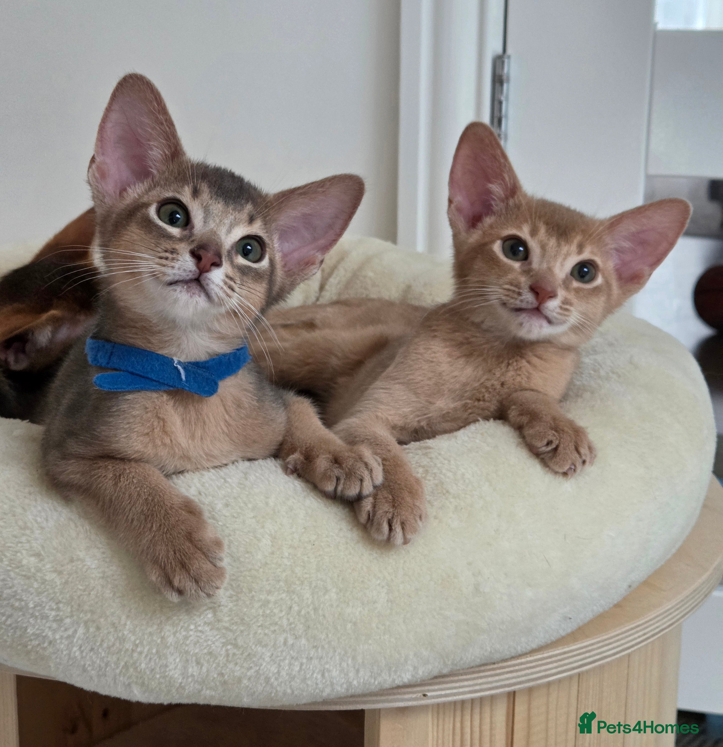 Abyssinian cats Gorgeous Tica  Abyssinian Kittens  - Advert 17