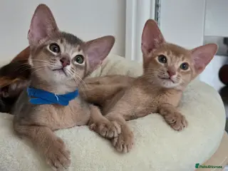 Abyssinian cats Gorgeous Tica Abyssinian Kittens - Advert 17