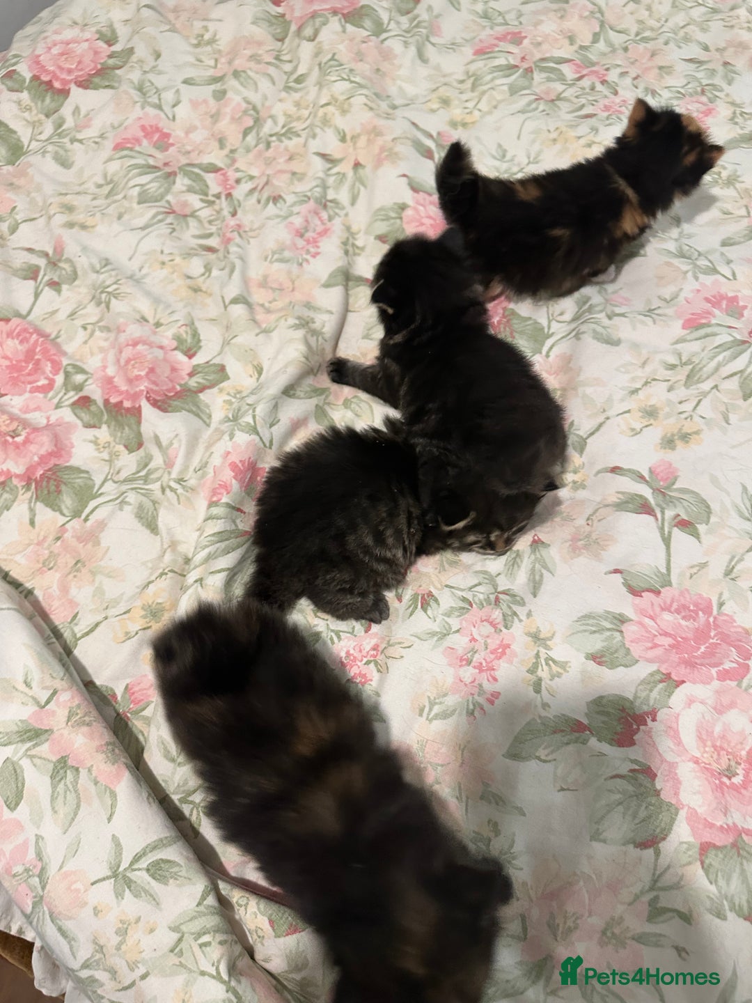 American Curl cats for sale: American curl kittens  - Image 9