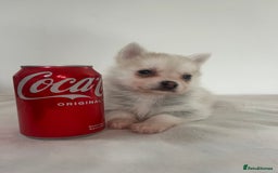 Pomsky dogs for sale: Honey I shrunk the Husky 😂 Genuine Toy size pomsk - Image 12