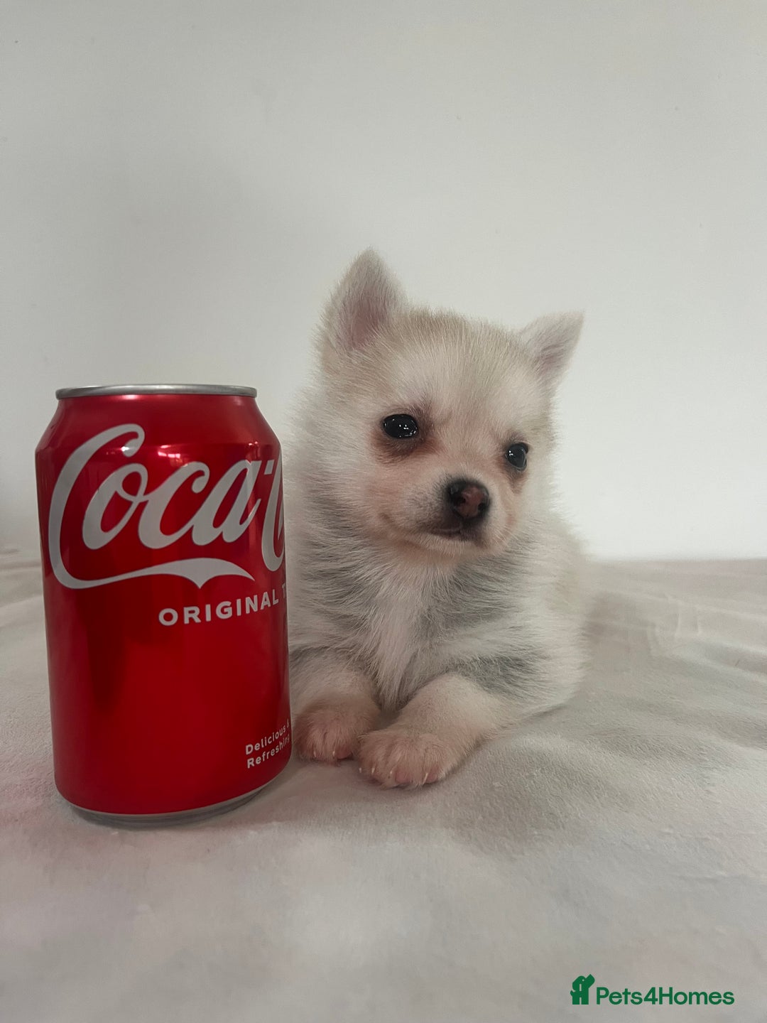 Pomsky dogs for sale: Honey I shrunk the Husky 😂 Genuine Toy size pomsk - Image 12