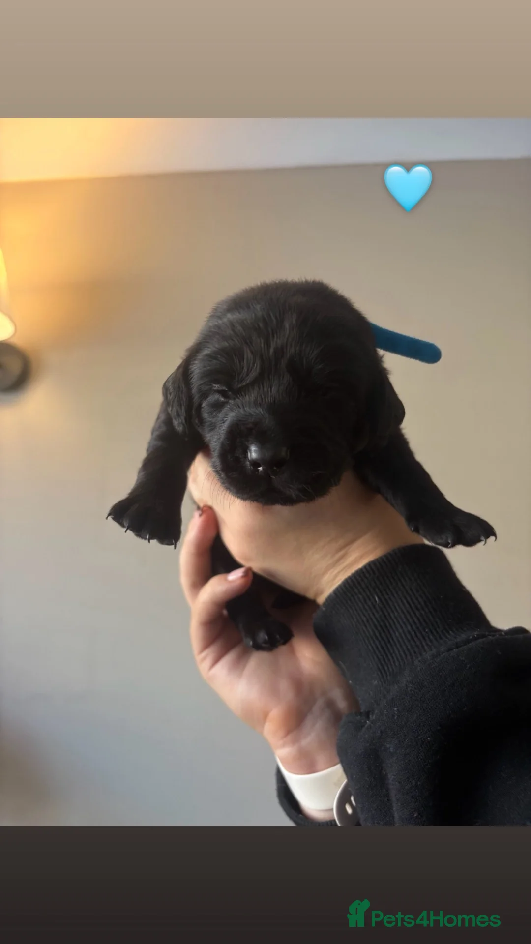 Cockerdor dogs for sale: Cockerdor Puppies for sale🐶🐾 - Advert 6