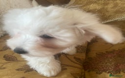 Maltese dogs for sale: Maltese Bichons, 1 Prince left & ready to leave. - Image 7