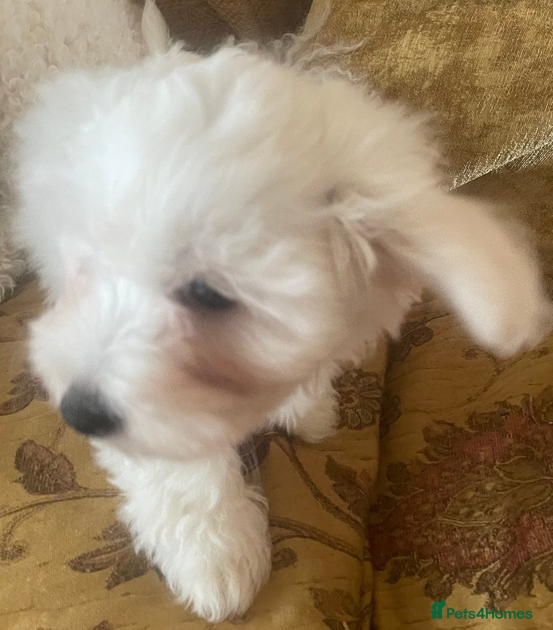 Maltese dogs for sale: Maltese Bichons, 1 Prince left & ready to leave. - Image 7