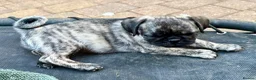 Pug dogs for sale: Adorable one of a kind. loving KCreg PUG puppies  - Advert 4