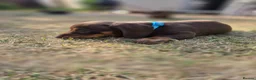 Dachshund dogs for sale: Beautiful Standard Dachshund PuppiesReadyNow 🏡❤️  - Advert 11