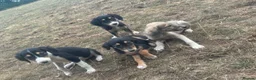 Saluki dogs for sale: Saluki puppy s  - Advert 24