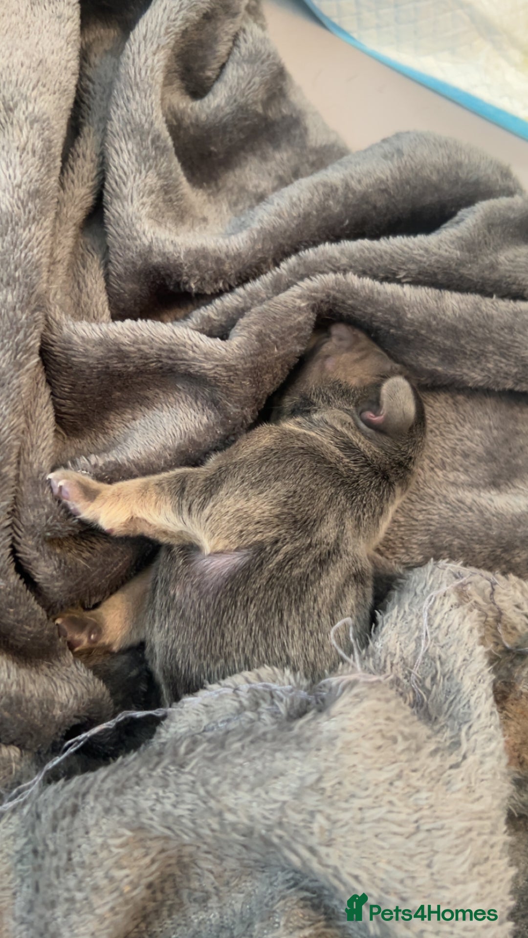 French Bulldog dogs for sale: Two Beautiful Girl French Bulldogs  - Image 13