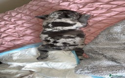 French Bulldog dogs for sale: Tri-colour Blue Merle Frenchie pups - Image 28
