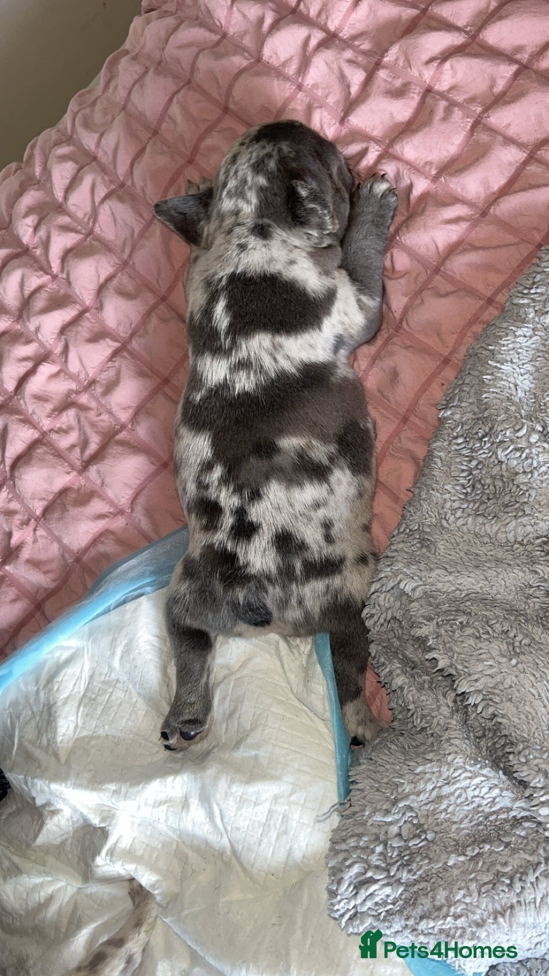 French Bulldog dogs for sale: Tri-colour Blue Merle Frenchie pups - Image 28
