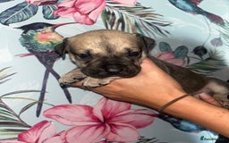 Mixed Breed dogs for sale: Mastiff x staff puppies  - Image 8