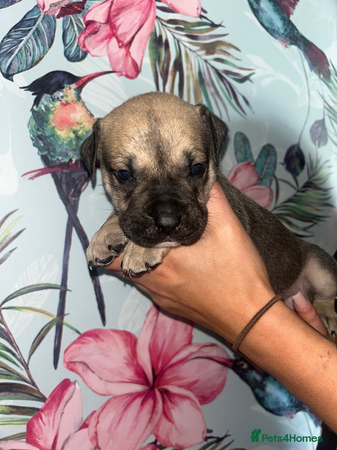 Mixed Breed dogs for sale: Mastiff x staff puppies  - Image 8