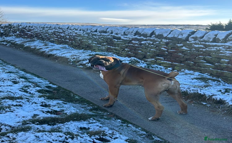 Boxer dogs Proven stud amazing temperament & health tested - Advert 3