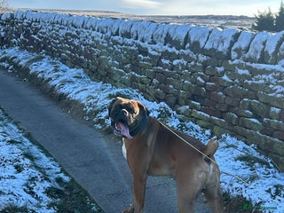 Boxer dogs Proven stud amazing temperament & health tested - Advert 1