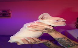 French Bulldog dogs for sale: French bulldog puppies  - Advert 3