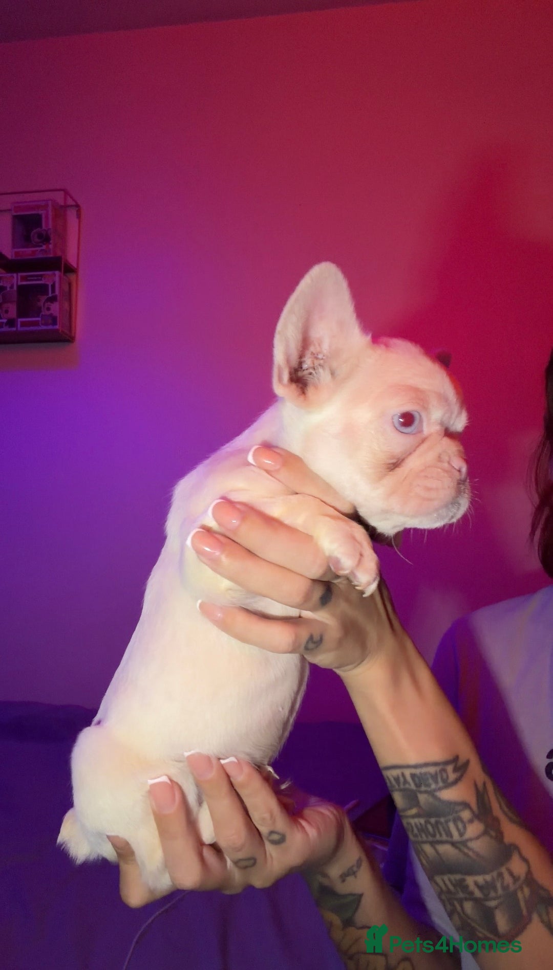 French Bulldog dogs for sale: French bulldog puppies  - Advert 3