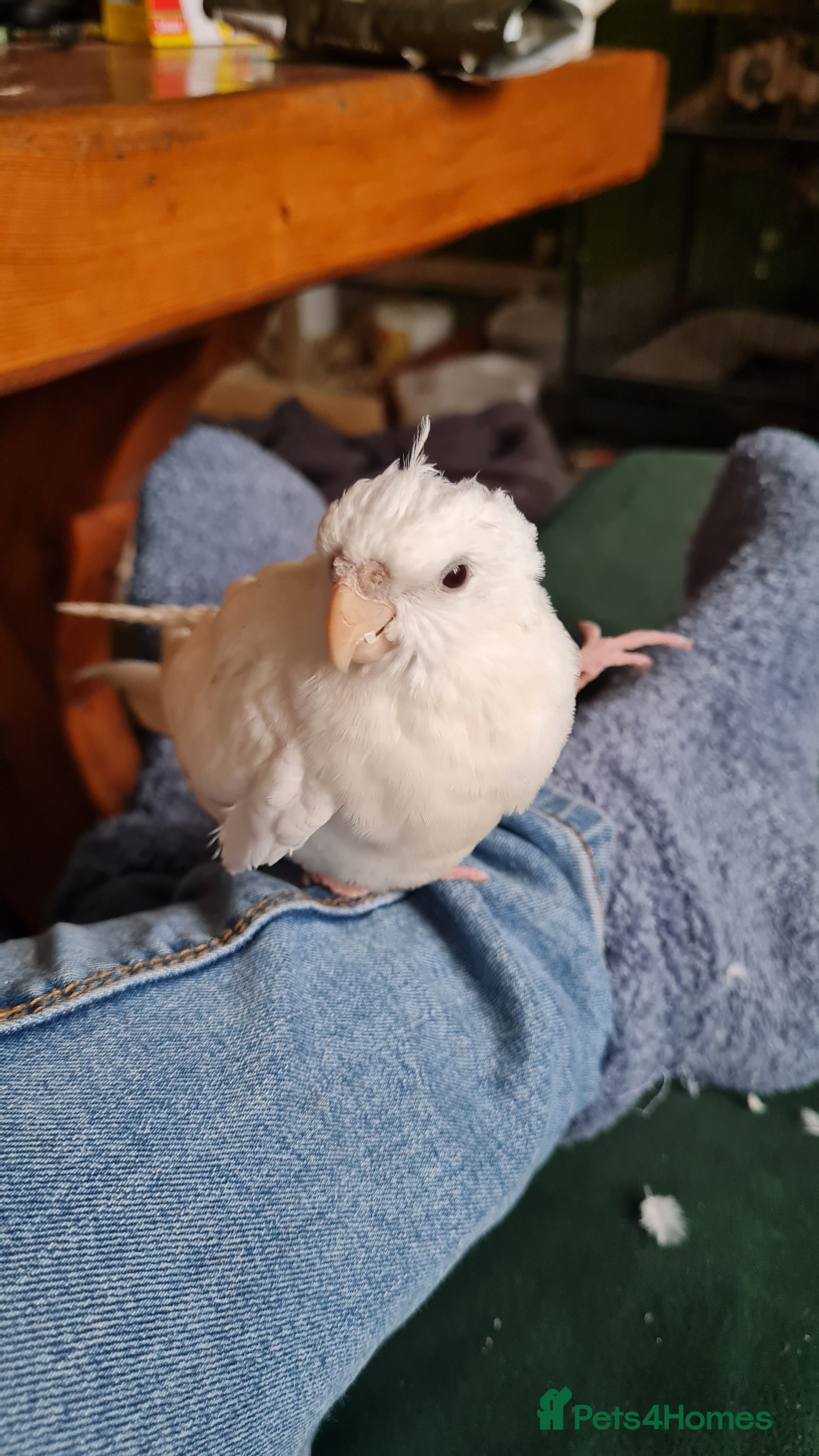 Cockatiels birds Baby cockatiels for sale  - Advert 1