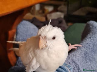 Cockatiels birds Baby cockatiels for sale - Advert 1