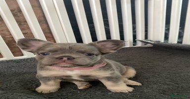 French Bulldog dogs - Advert 5