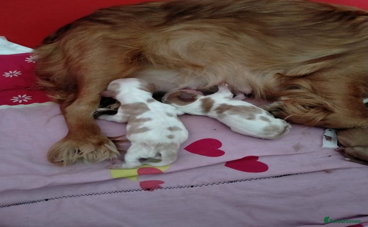Cavalier King Charles Spaniel dogs - Advert 1